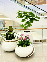 杭州湾花木租摆网店-余姚绿植租赁价格-北仑绿植租赁方案设计-宁波花卉租摆图片